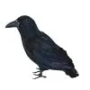 Black Raven Crow Halloween Prop Accessory Decoration Fancy Dress -Halloween Shop 4b41e466 dd35 4876 bd35 a3b4b470851f 49920.1661856769